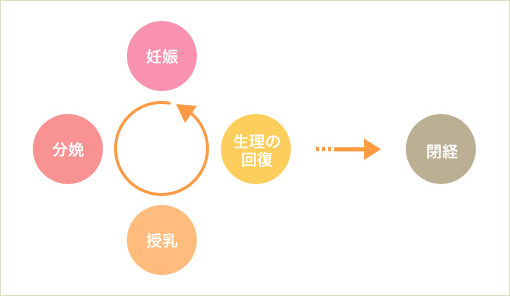 妊娠→分娩→授乳→生理の回復→閉経